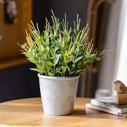 Golden Needle Potted Plant